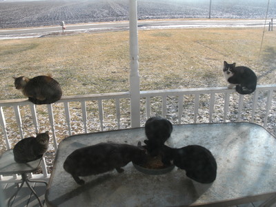 Photo of cats at a table on the verandah