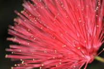 Lehua: Hawaiian April birth flower