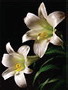 Easter lilies graphic