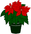 poinsettia