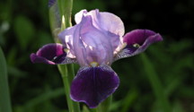 Iris: February birth flower