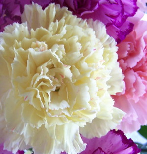 Carnations: January birth flower