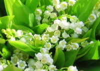 Lily of the Valley: May birth flower