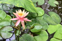 Water Lily: July birth flower