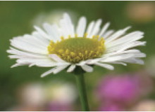 Daisy: April birth flower