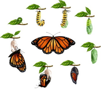 butterfly life cycles graphic