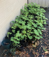 squash and cucumber and a few beans and peas growing