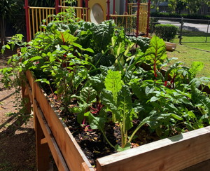 Punahou Street garden bed