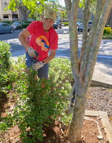 transplanting keiki trees