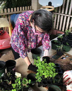 Josie Bidgood up-pots some of the seedlings