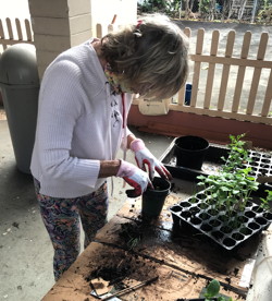 Paula Wheeler up-pots some of the seedlings