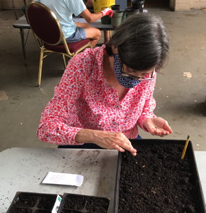 Josie Bidgood planting seeds